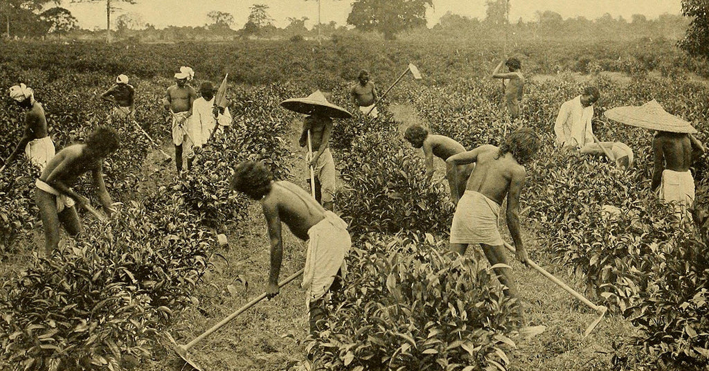 Assam Tea’s Twisted History