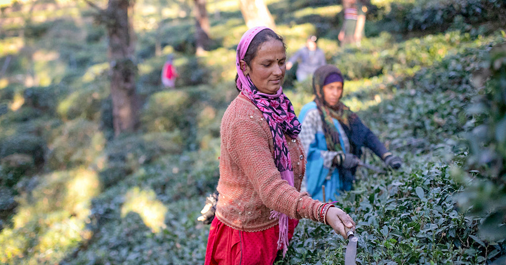 Why Empowering Farmers Matters