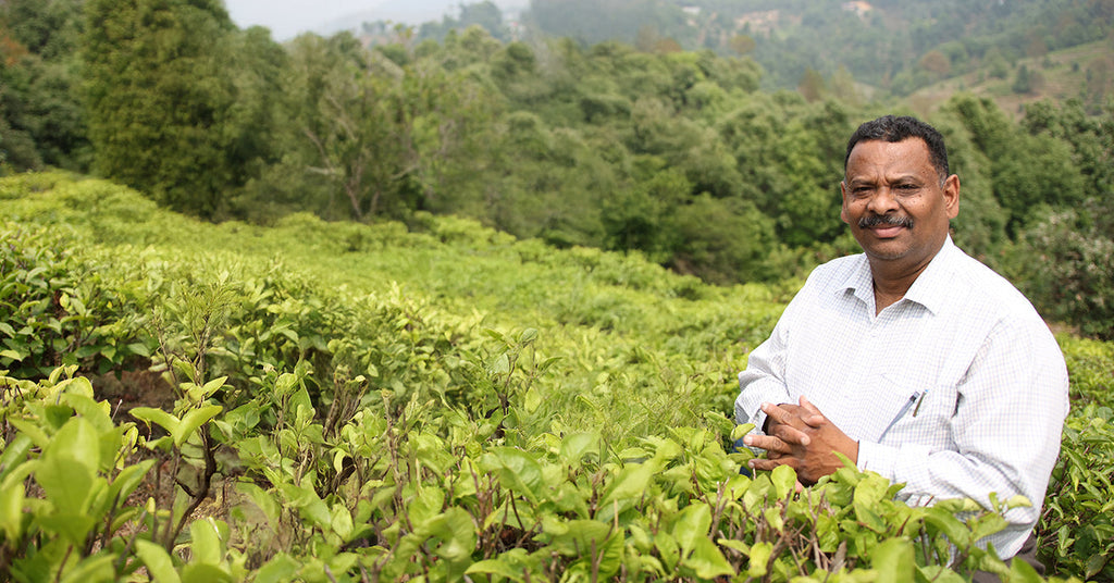 The Making of A Tea Maker
