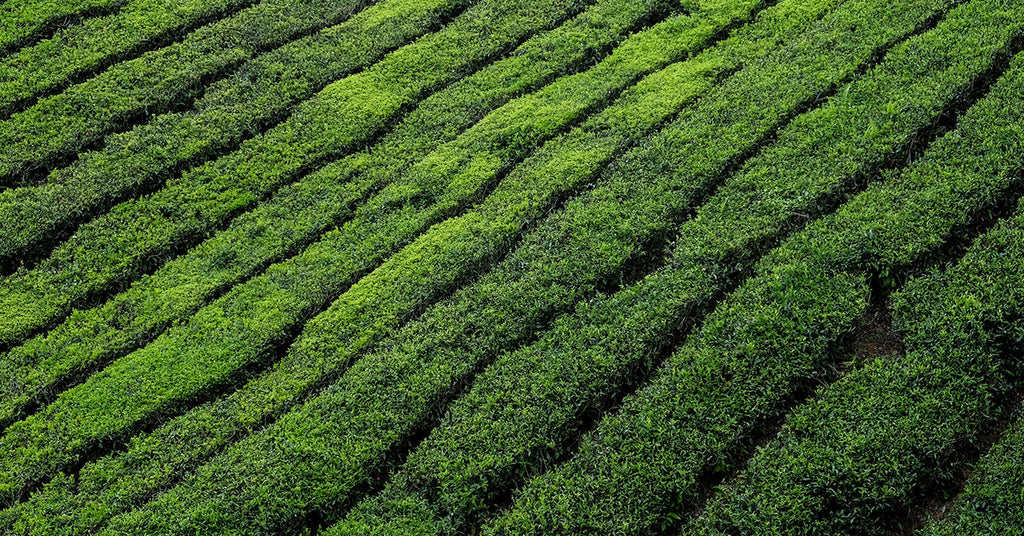 The Future of Tea: A Lecture By Nigel Melican