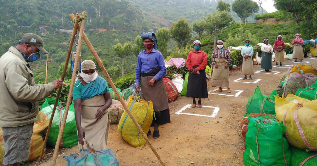 How COVID-19 Impacts Growers