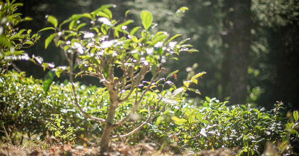 Tea’s Carbon Capture Potential