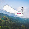Young Mountain Tea LLC Tea Nepali Shangri-La Oolong