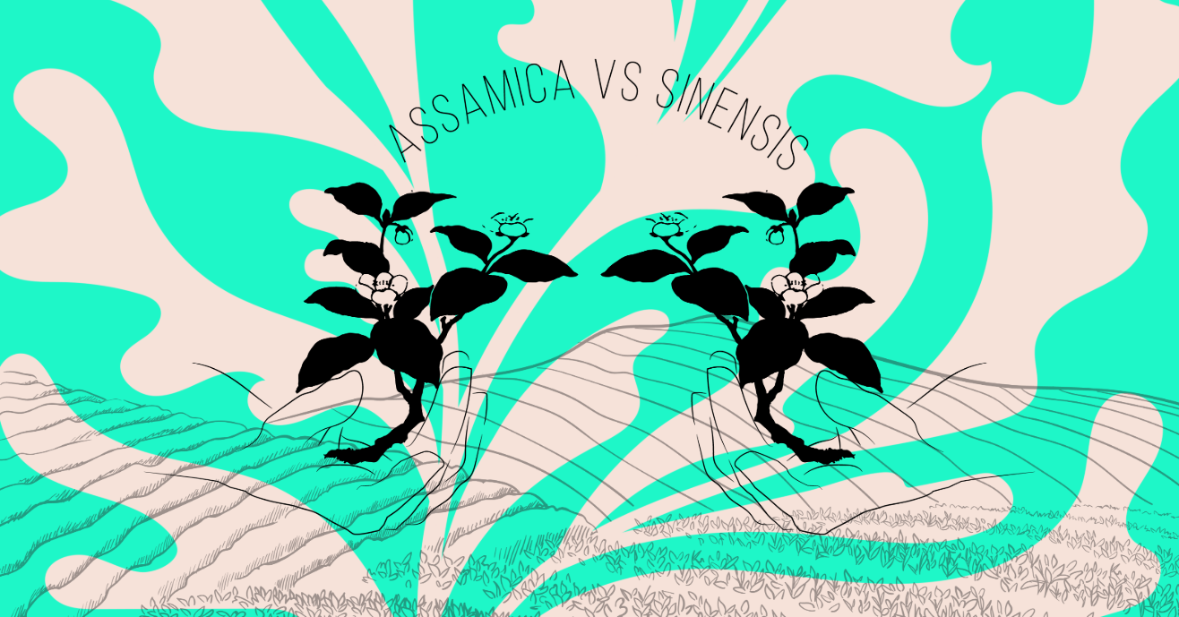 Sinensis Vs. Assamica