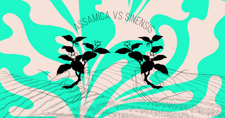 Sinensis Vs. Assamica