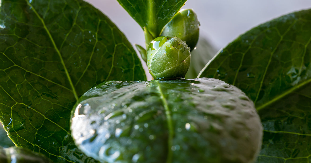 Tea plant and new buds glistening with water droplets.