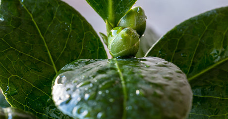 Tea plant and new buds glistening with water droplets.