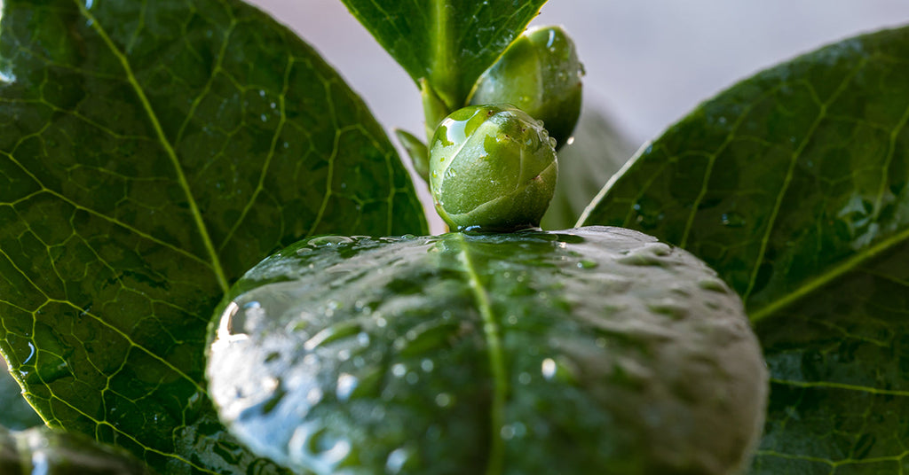 Grow Your Own Tea Plant