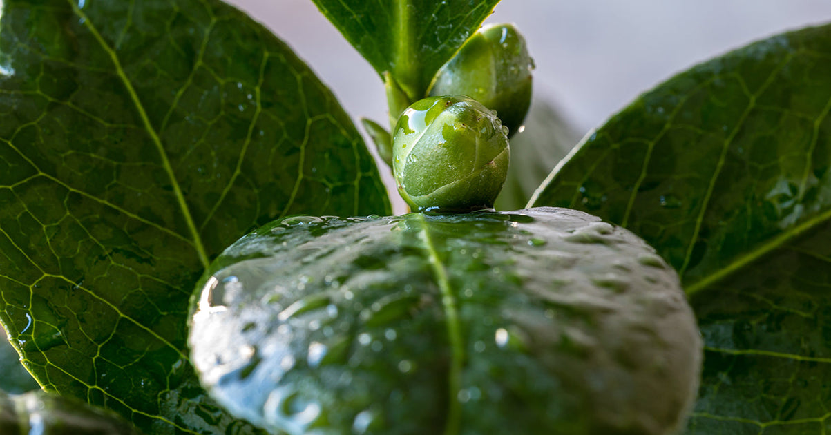 youngmountaintea.com