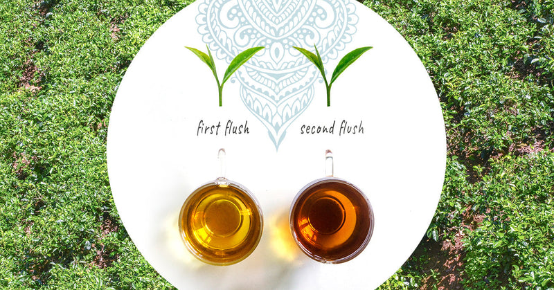First Flush Vs. Second Flush Tea – Young Mountain Tea