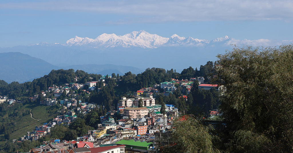 The Evolution of Darjeeling Tea