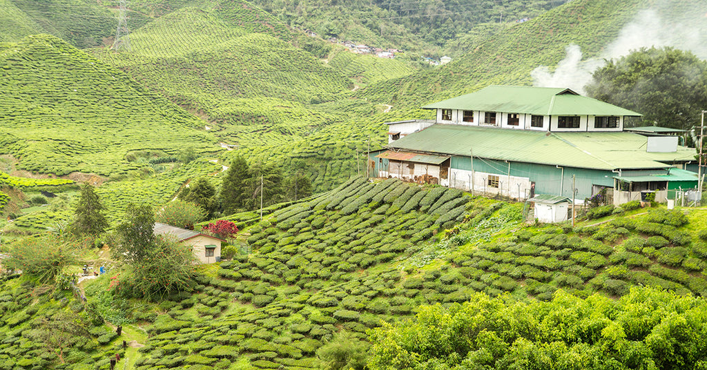 Designing A Specialty Tea Factory