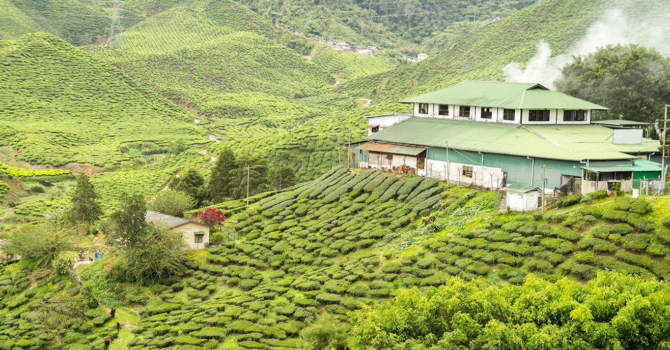 First Tea Factory Designing A Specialty Tea Factory – Young Mountain Tea