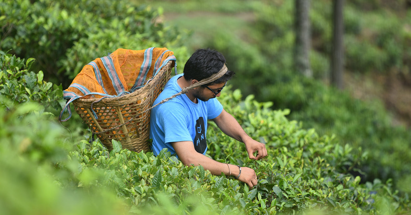 Nishchal Banstoka the founder of Nepal Tea sipping a glass of Young Mountain Tea