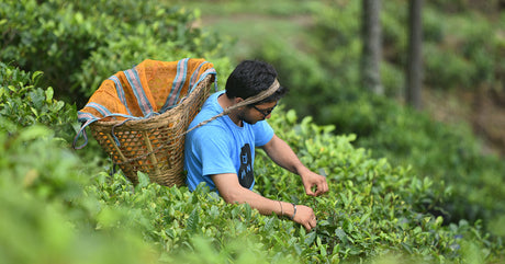 Nishchal Banstoka the founder of Nepal Tea sipping a glass of Young Mountain Tea