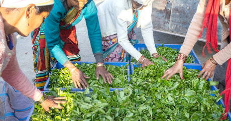 Impact of Supply Chain Ownership