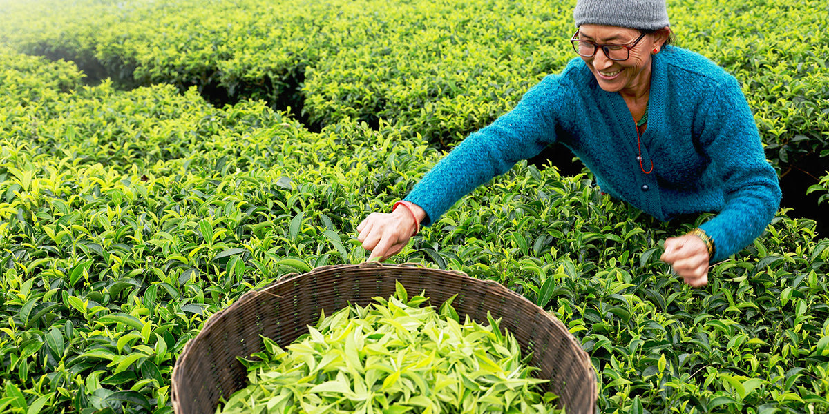 Nepali Farmer - Spearmint tea is one of the most