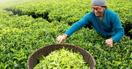 Female Nepali farmer picking tea, Tinjure Cooperative, Nepal