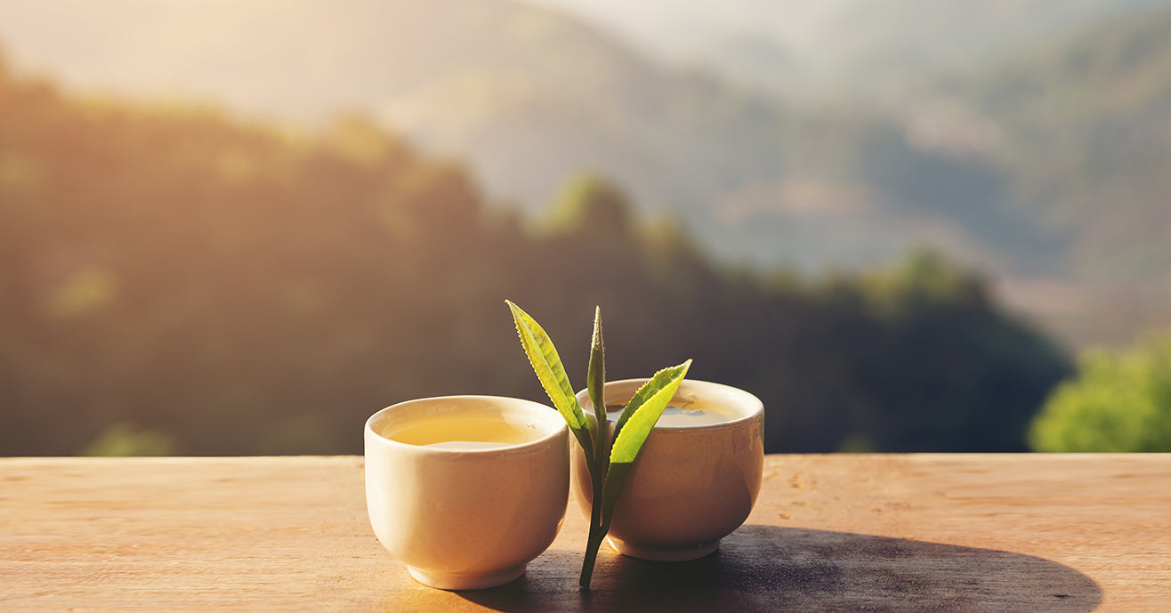 Camellia Sinensis two leaves and a bud, next to cups of white tea with mountains in the background.