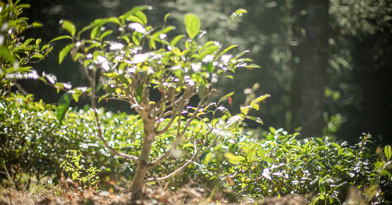 Tea’s Carbon Capture Potential