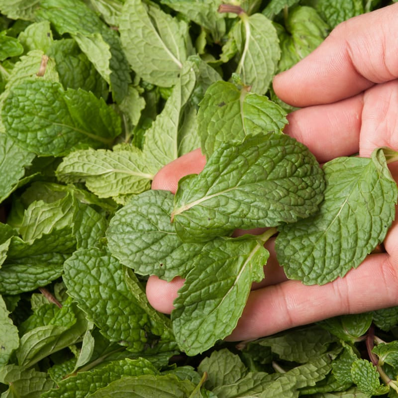 Wholesale Herbal Tea