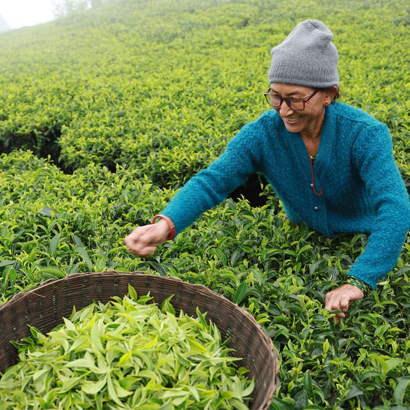 Wholesale Nepal Tea