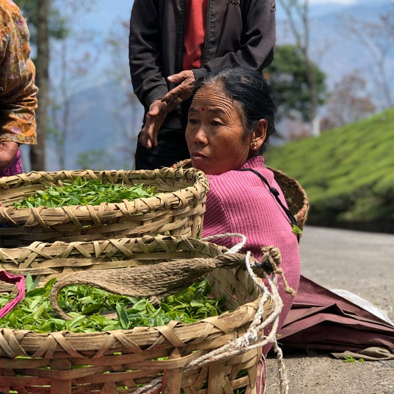 Wholesale Darjeeling Tea