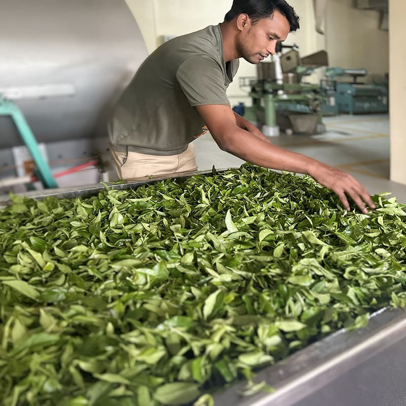 All Wholesale Teas