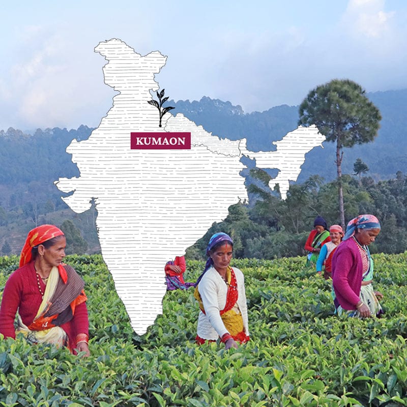 Kumaon Tea