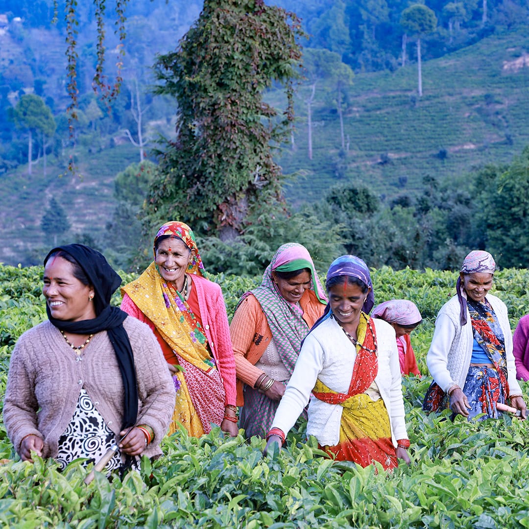 Kumaon Tiger Black – Young Mountain Tea