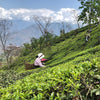 Young Mountain Tea Tea Darjeeling Ruby Oolong