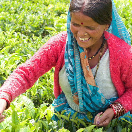 Young Mountain Tea Wholesale (W) Kumaon Black