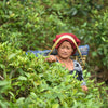 Young Mountain Tea LLC Tea Organic Nepali Shangri-La Oolong