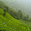 Young Mountain Tea Tea Organic Darjeeling Biodegradable Tea Bags