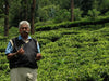 Young Mountain Tea trip Take an Indian Tea Tour with Professional Instruction