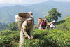Young Mountain Tea Tea TEA BY THE POUND!